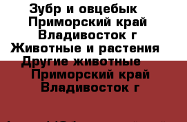 Зубр и овцебык. - Приморский край, Владивосток г. Животные и растения » Другие животные   . Приморский край,Владивосток г.